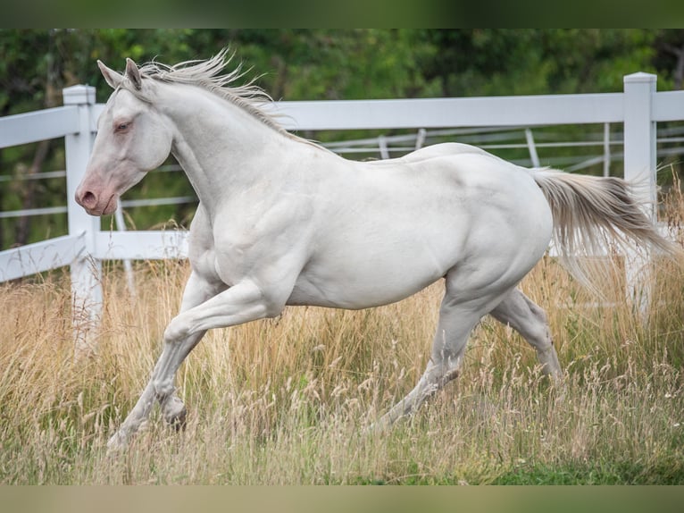 American Quarter Horse Gelding 4 years Cremello in Sochaczew