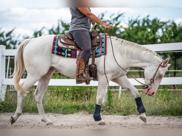 American Quarter Horse Gelding 4 years Cremello in Sochaczew
