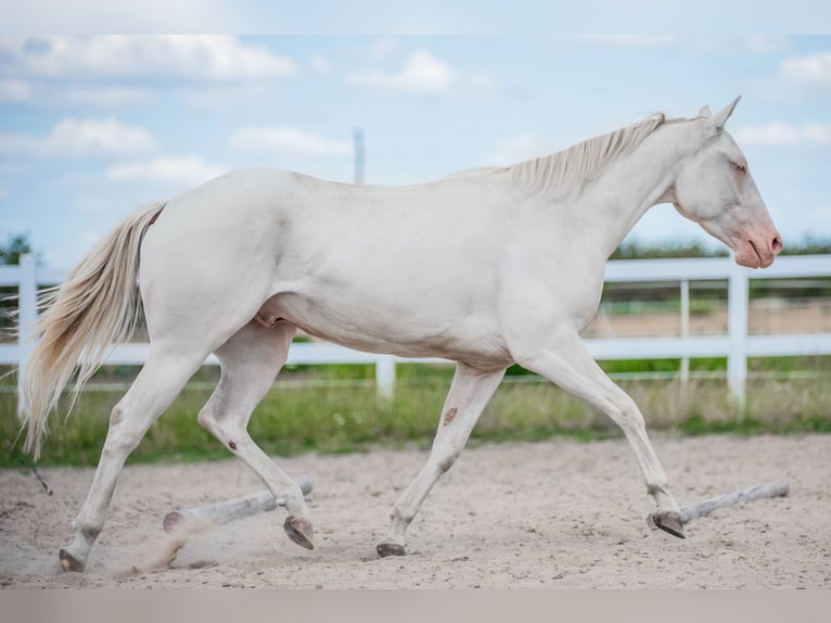 American Quarter Horse Gelding 4 years Cremello in Sochaczew