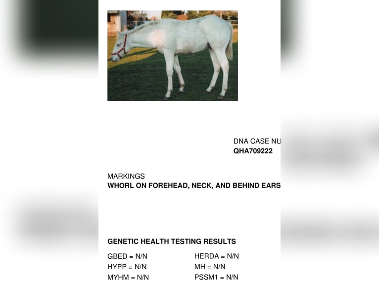 American Quarter Horse Gelding 4 years Cremello in Sochaczew