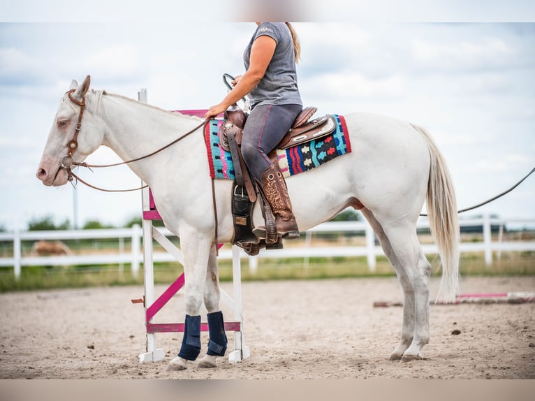 American Quarter Horse Gelding 4 years Cremello in Sochaczew