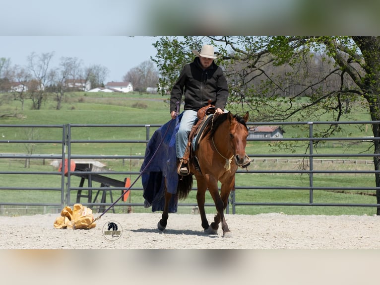 American Quarter Horse Gelding 4 years Dun in Fredericksburg, OH