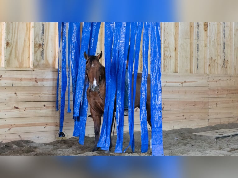 American Quarter Horse Gelding 4 years Dun in Fredericksburg