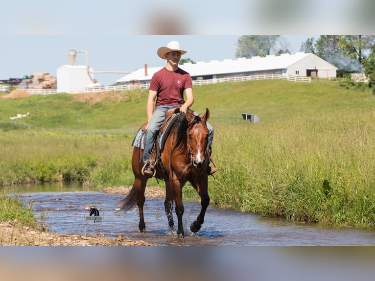 American Quarter Horse Gelding 4 years Dun in Fredericksburg