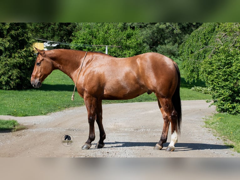 American Quarter Horse Gelding 4 years Dun in Fredericksburg