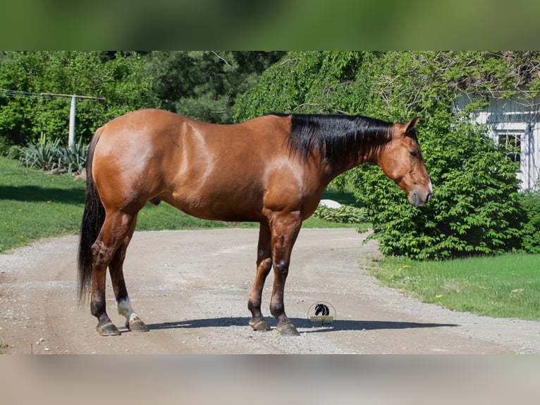 American Quarter Horse Gelding 4 years Dun in Fredericksburg