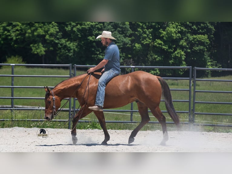 American Quarter Horse Gelding 4 years Dun in Fredericksburg