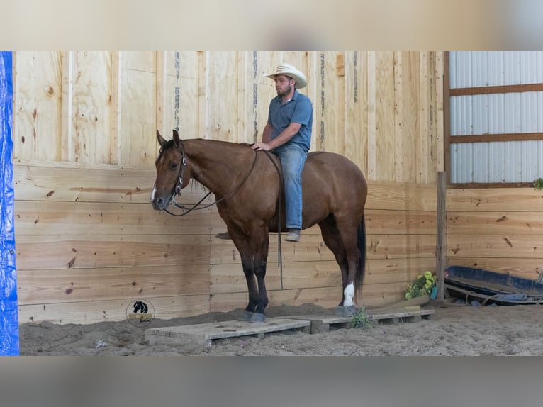 American Quarter Horse Gelding 4 years Dun in Fredericksburg