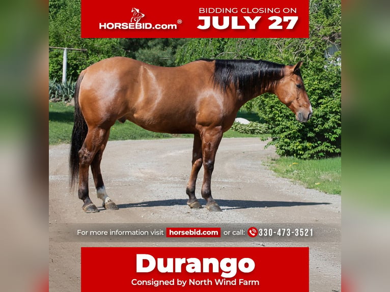 American Quarter Horse Gelding 4 years Dun in Fredericksburg