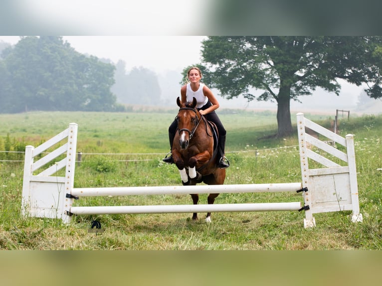 American Quarter Horse Gelding 4 years Dun in Fredericksburg