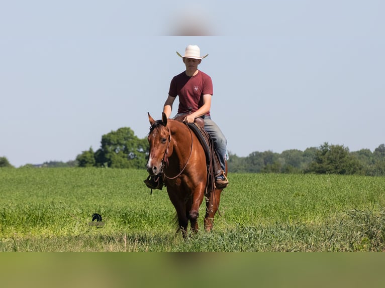 American Quarter Horse Gelding 4 years Dun in Fredericksburg