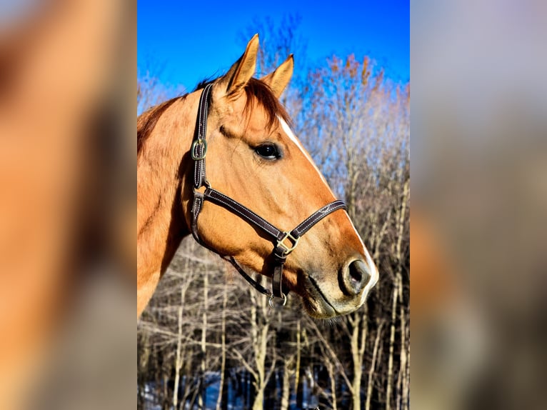 American Quarter Horse Gelding 4 years Dun in Warsaw NY