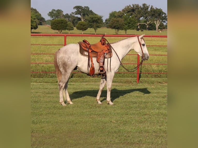 American Quarter Horse Gelding 4 years Gray in Grand Saline, TX