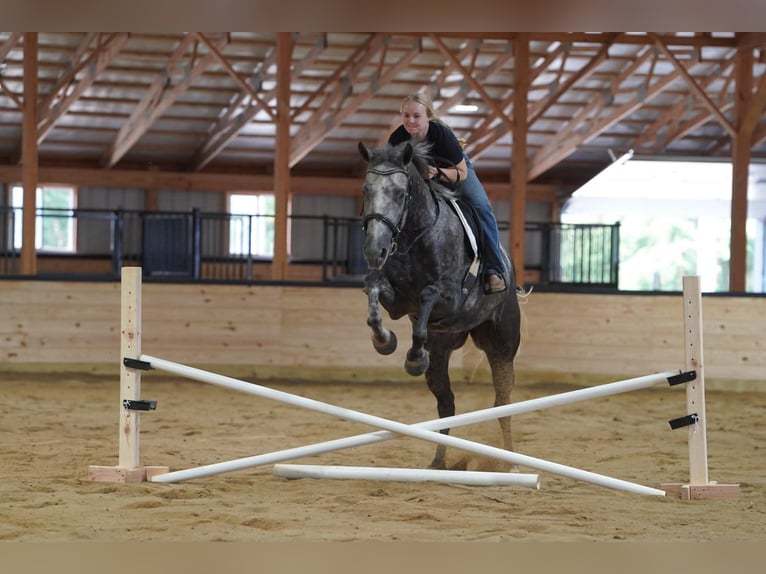 American Quarter Horse Gelding 4 years Grey-Dapple in Clarion