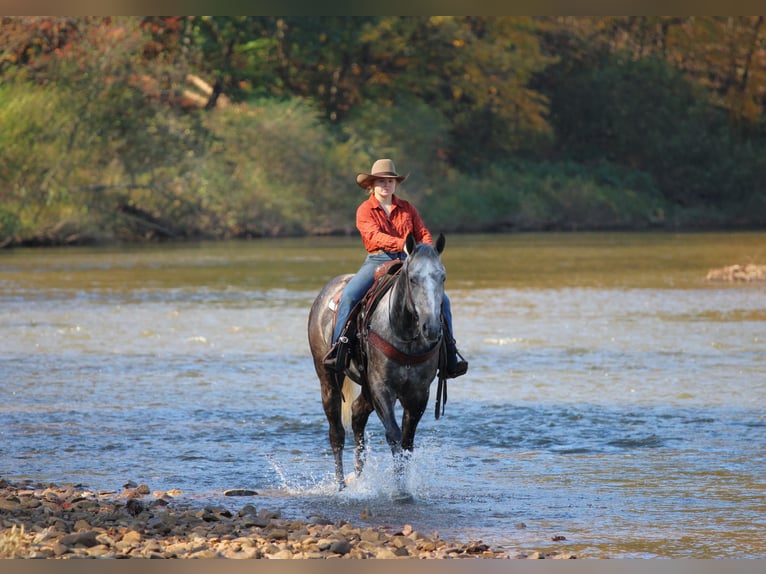American Quarter Horse Gelding 4 years Grey-Dapple in Clarion