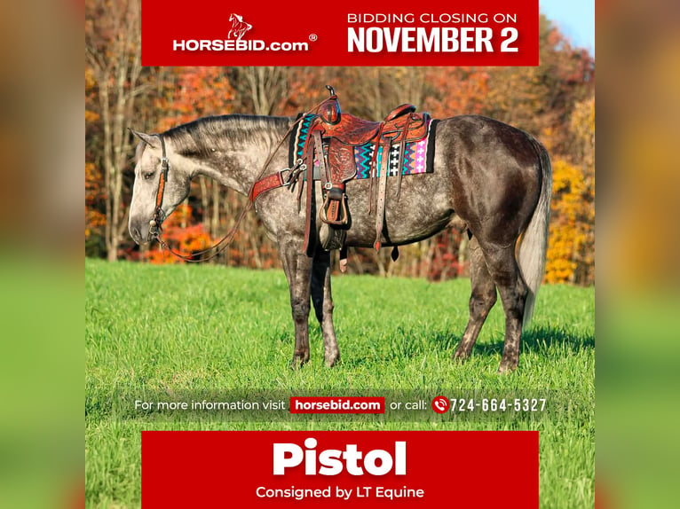 American Quarter Horse Gelding 4 years Grey-Dapple in Clarion