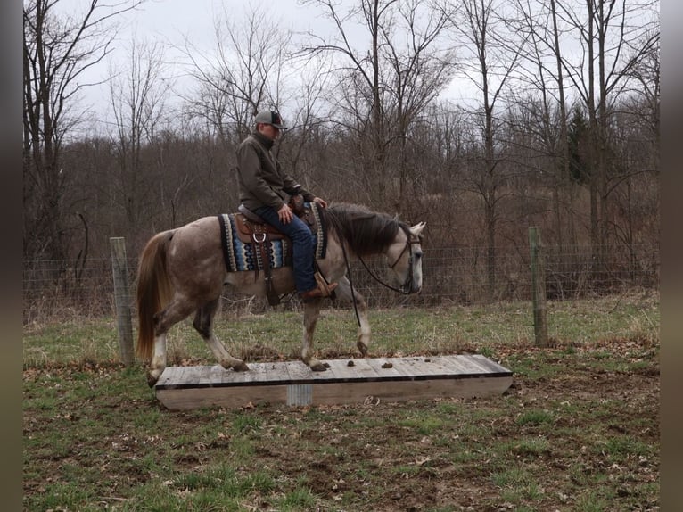 American Quarter Horse Gelding 4 years Grey in Howell