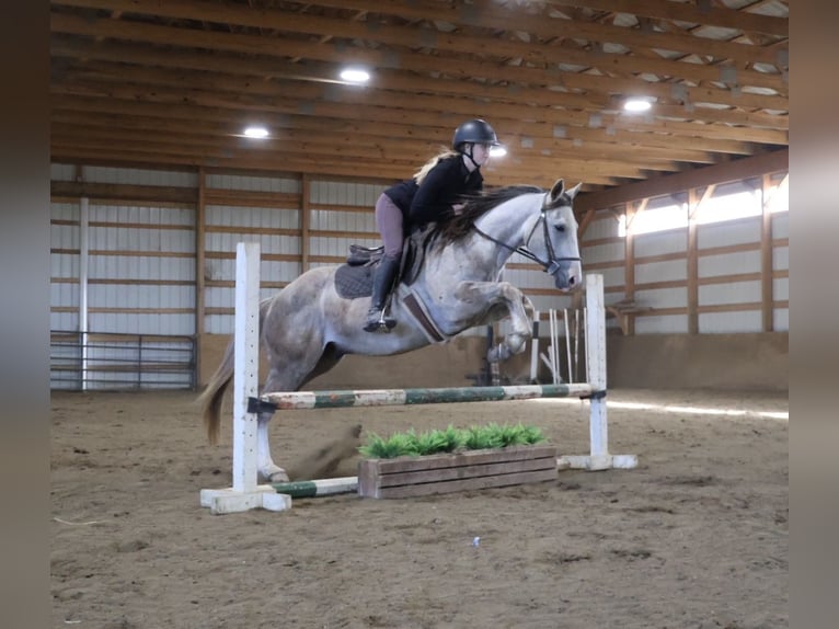 American Quarter Horse Gelding 4 years Grey in Howell