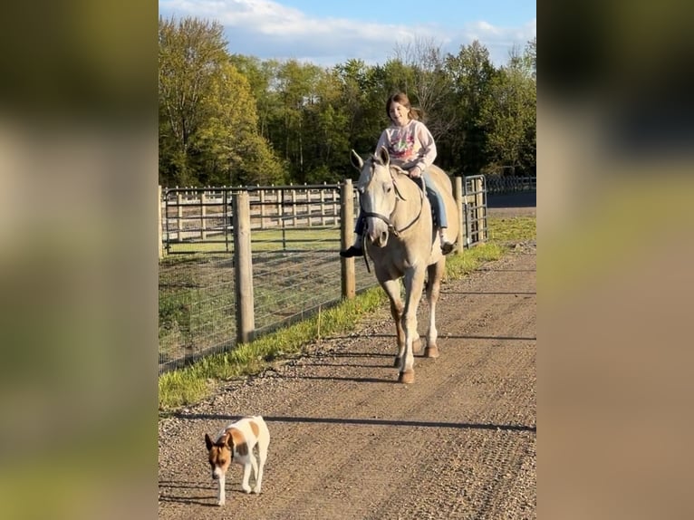 American Quarter Horse Gelding 4 years Grey in Howell