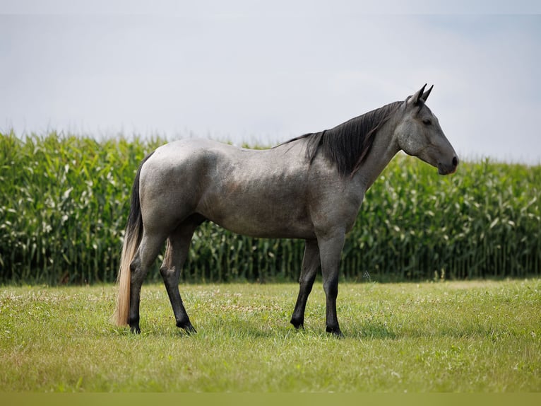 American Quarter Horse Gelding 4 years Grey in Avoca