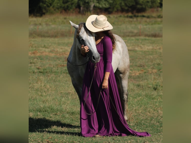American Quarter Horse Gelding 4 years Grey in Baxter Springs