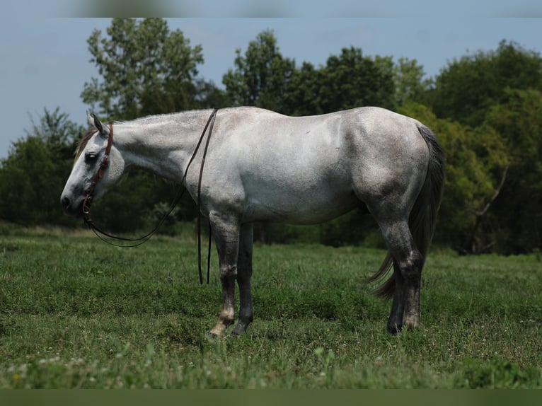 American Quarter Horse Gelding 4 years Grey in Baxter Springs