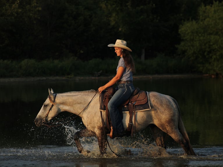 American Quarter Horse Gelding 4 years Grey in Baxter Springs