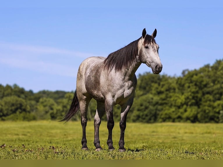 American Quarter Horse Gelding 4 years Grey in Lyles