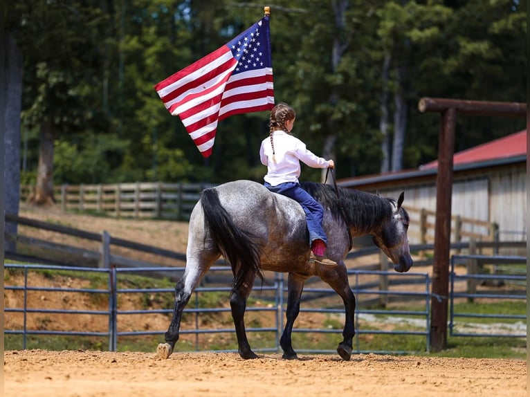 American Quarter Horse Gelding 4 years Grey in Lyles