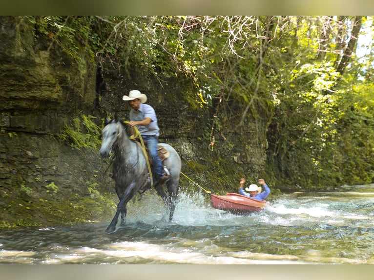 American Quarter Horse Gelding 4 years Grey in Lyles