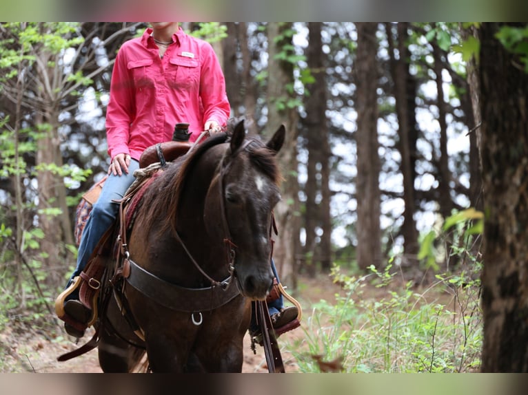 American Quarter Horse Gelding 4 years Grey in Ripley