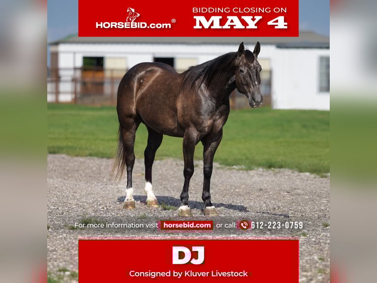 American Quarter Horse Gelding 4 years Grey in Ripley