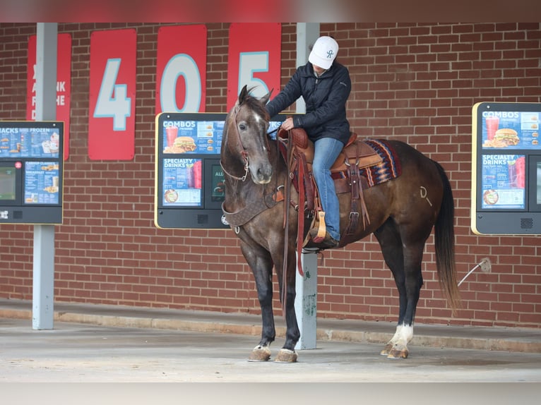 American Quarter Horse Gelding 4 years Grey in Ripley
