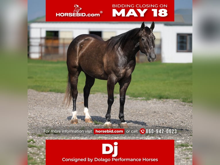 American Quarter Horse Gelding 4 years Grey in Ripley