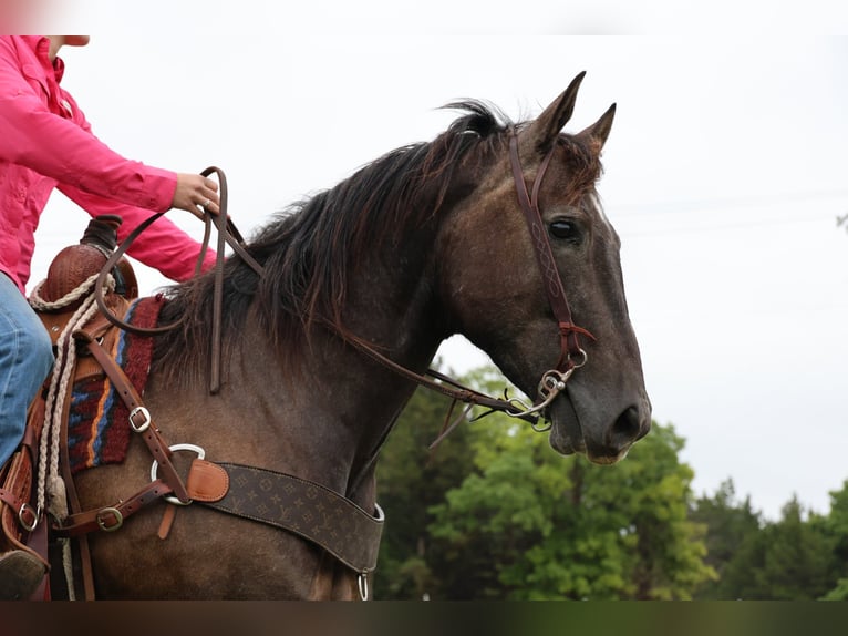 American Quarter Horse Gelding 4 years Grey in Ripley