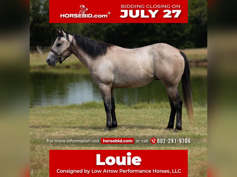 American Quarter Horse Gelding 4 years Grey in Stephenville