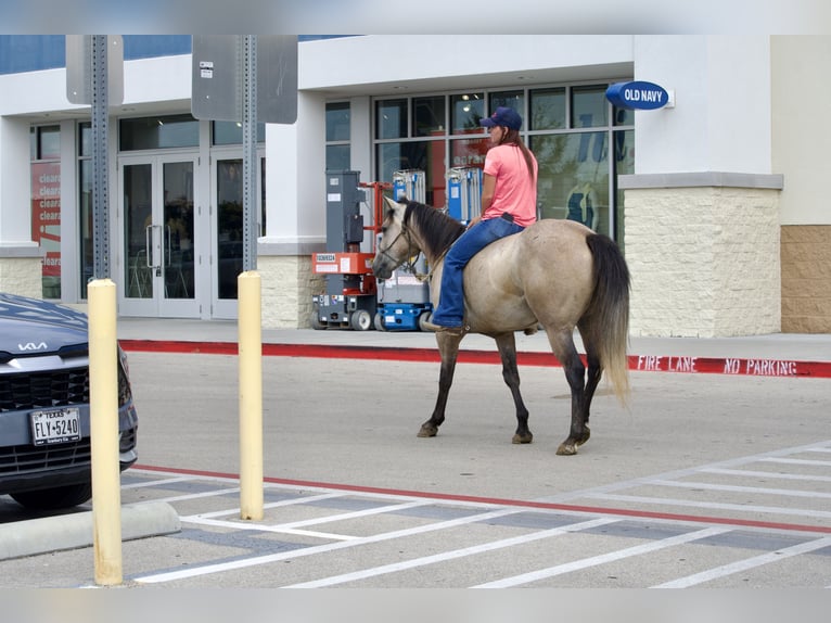 American Quarter Horse Gelding 4 years Grey in Stephenville