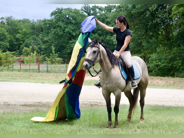 American Quarter Horse Gelding 4 years Grey in Stephenville