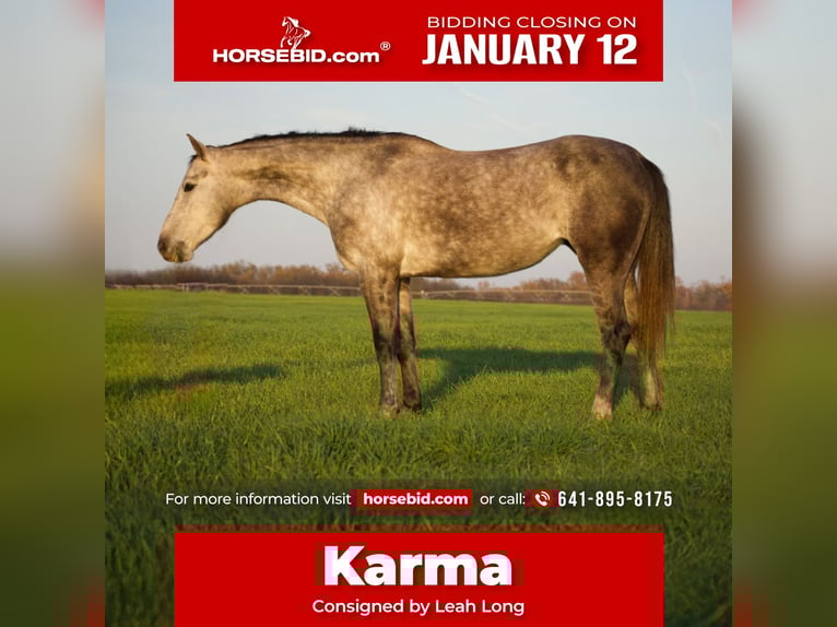 American Quarter Horse Gelding 4 years Grey in Sulphur Springs