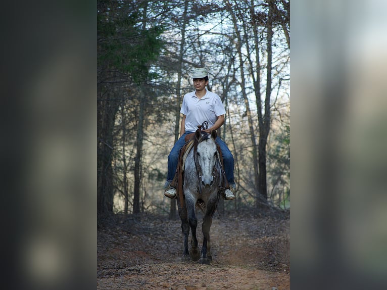 American Quarter Horse Gelding 4 years Grey in Sulphur Springs