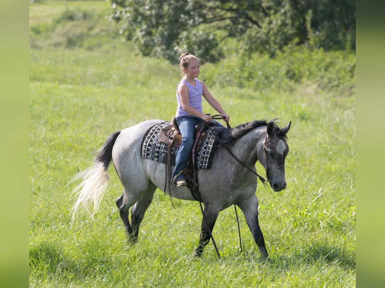 American Quarter Horse Gelding 4 years Grey in Henderson