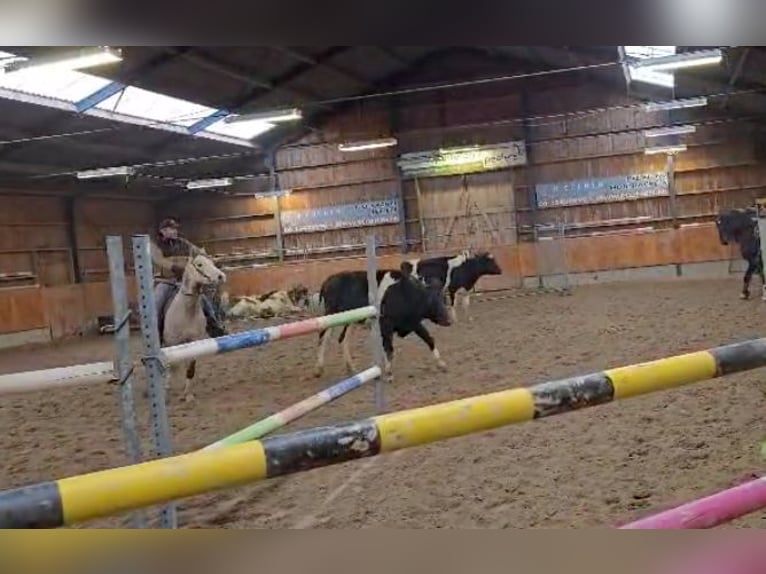 American Quarter Horse Gelding 4 years Grey in Herentals