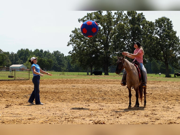 American Quarter Horse Gelding 4 years Grullo in Quitman