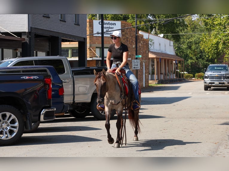 American Quarter Horse Gelding 4 years Grullo in Quitman