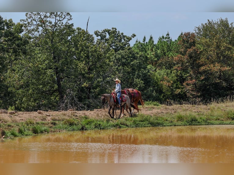 American Quarter Horse Gelding 4 years Grullo in Quitman