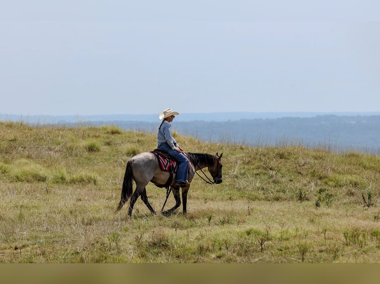 American Quarter Horse Gelding 4 years Grullo in Quitman