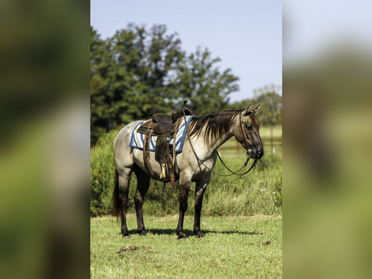 American Quarter Horse Gelding 4 years Grullo in Quitman