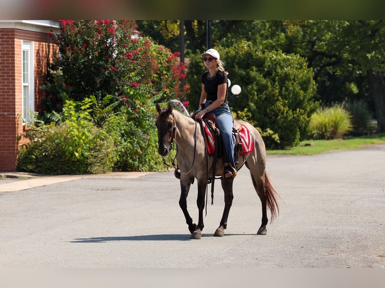 American Quarter Horse Gelding 4 years Grullo in Quitman
