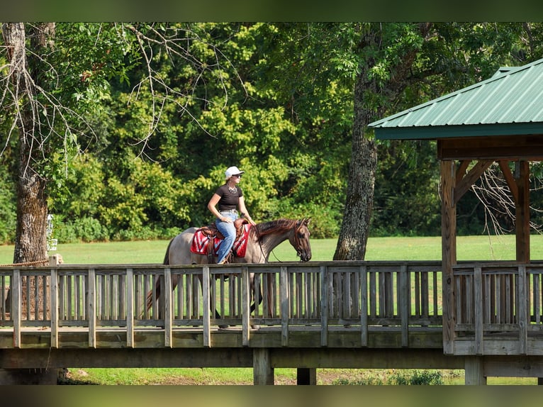 American Quarter Horse Gelding 4 years Grullo in Quitman