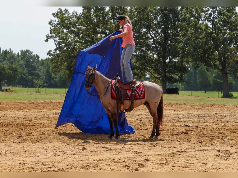 American Quarter Horse Gelding 4 years Grullo in Quitman
